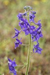 Upland Larkspur blossoms