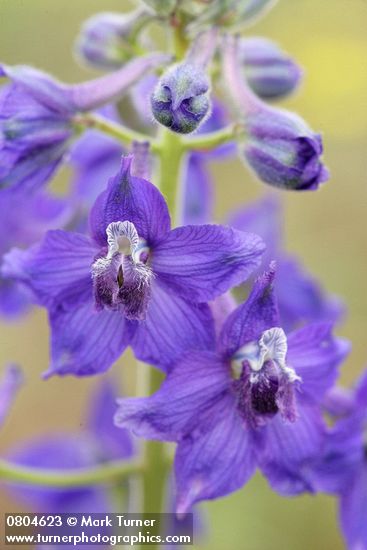 Delphinium nuttallianum