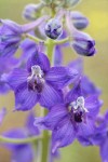Upland Larkspur blossoms detail