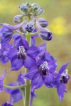 Upland Larkspur blossoms