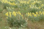 Sulphur Lupines