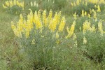 Sulphur Lupines
