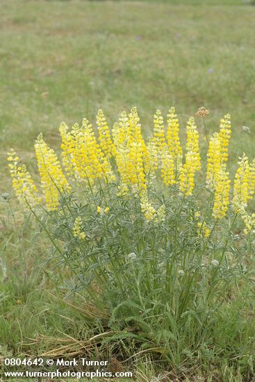 Lupinus sulphureus