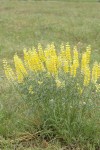 Sulphur Lupines