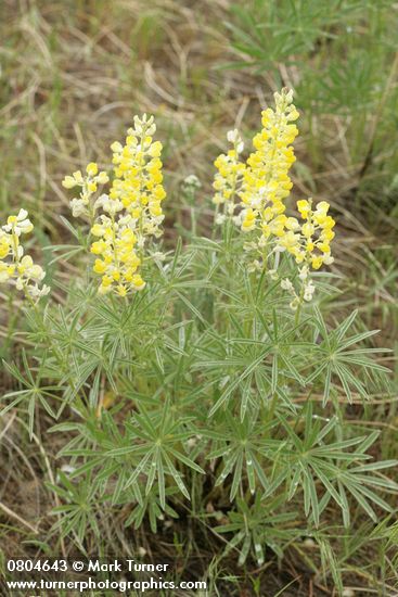 Lupinus sulphureus