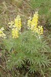Sulphur Lupines