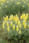 Sulphur Lupines