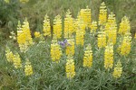 Sulphur Lupines