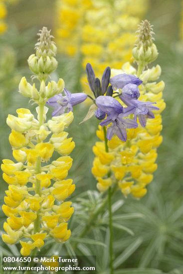 Triteleia grandiflora var. grandiflora (Brodiaea douglasii); Lupinus sulphureus