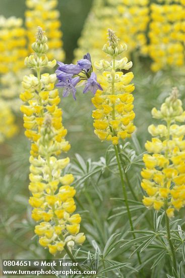 Triteleia grandiflora var. grandiflora (Brodiaea douglasii); Lupinus sulphureus