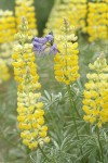 Large-flowered Brodiaea among Sulphur Lupine blossoms