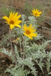Hoary Balsamroot