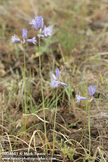 Triteleia grandiflora var. grandiflora (Brodiaea douglasii)