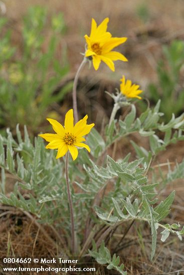 Balsamorhiza incana