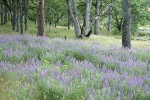 Broadleaf Lupines under Garry Oaks & Ponderosa Pine