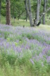 Broadleaf Lupines under Garry Oaks & Ponderosa Pine