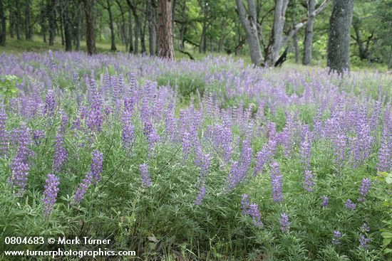 Lupinus latifolius