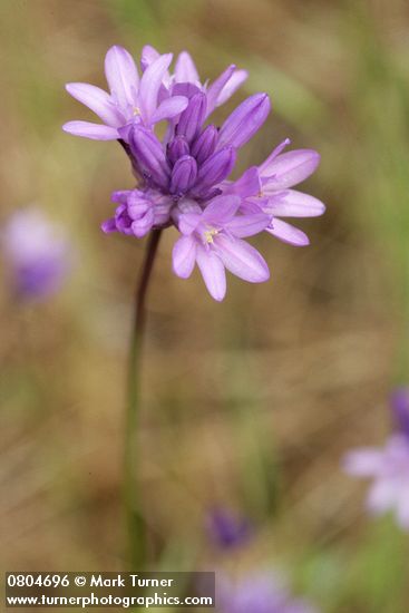 Dichelostemma congestum (Brodiaea congesta)