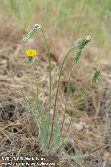 Agoseris retrorsa