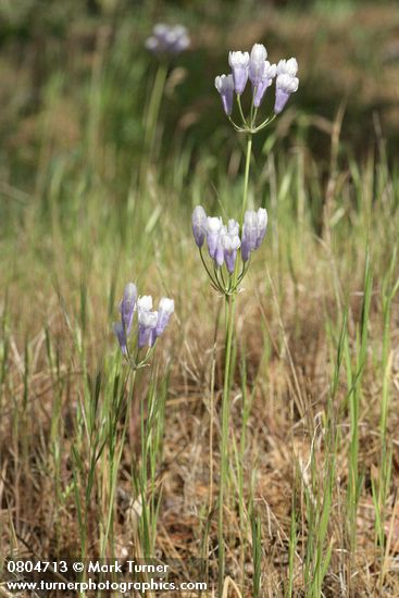 Triteleia grandiflora var. howellii