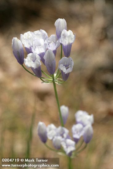 Triteleia grandiflora var. howellii