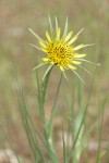 Yellow Salsify blossom