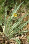Spearleaf Agoseris