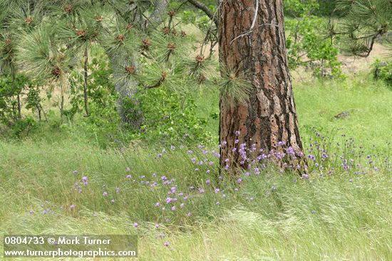 Dichelostemma congestum (Brodiaea congesta); Pinus ponderosa