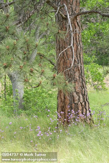 Dichelostemma congestum (Brodiaea congesta); Pinus ponderosa