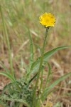 Large-flowered Agoseris