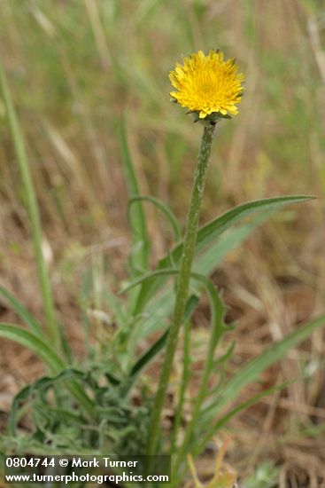 Agoseris grandiflora