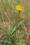 Large-flowered Agoseris