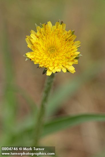 Agoseris grandiflora