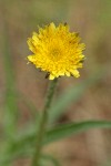 Large-flowered Agoseris blossom detail