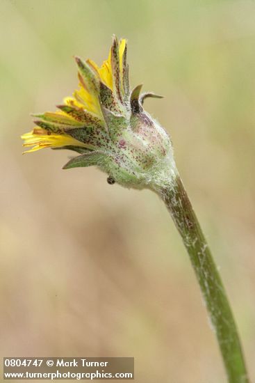Agoseris grandiflora