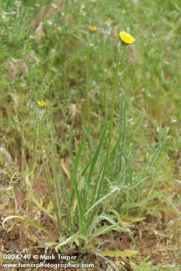 Agoseris grandiflora
