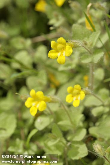 Mimulus floribundus