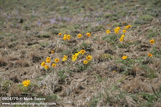 Balsamorhiza hookeri