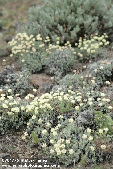 Eriogonum douglasii