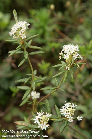 Ledum groenlandicum