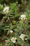Labrador Tea blossoms & foliage