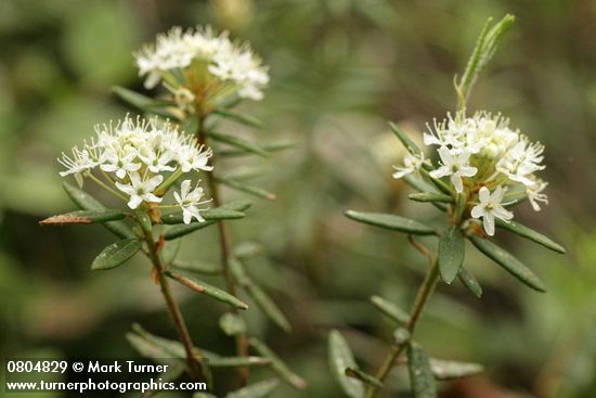 Ledum groenlandicum