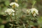 Labrador Tea blossoms & foliage