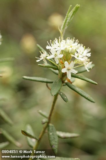 Ledum groenlandicum