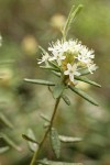 Labrador Tea blossoms & foliage