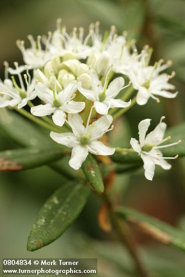 Ledum groenlandicum