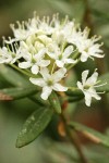 Labrador Tea blossoms & foliage detail