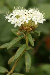 Labrador Tea blossoms & foliage