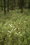 Labrador Tea in bog forest