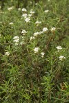 Labrador Tea